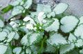 Gartenblumen Lamium, Taubnessel weiß Foto