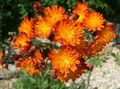 orange Blomst Gul Hawkweed, Rev Og Unger, Oransje Hawkweed, Djevelens Pensel, Grim-The-Collier, Red Daisy Bilde og kjennetegn