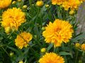 Садовые Цветы Кореопсис многолетний, Coreopsis желтый Фото