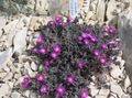 фіолетовий Квітка Делоспермa Фото і характеристика