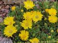 Градински цветове Харди Лед Растителна, Delosperma жълт снимка