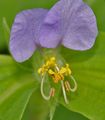 liliac  Floare Zi, Spiderwort, Văduve Lacrimi fotografie și caracteristici