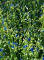 Ogrodowe Kwiaty Commelina niebieski zdjęcie