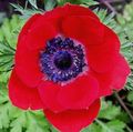 Zahradní květiny Koruna Windfower, Řecký Sasanka, Mák Sasanka, Anemone coronaria červená fotografie