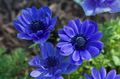 Zahradní květiny Koruna Windfower, Řecký Sasanka, Mák Sasanka, Anemone coronaria modrý fotografie