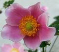 庭の花 クラウン風の花、ギリシャ風の花、ケシのアネモネ, Anemone coronaria ピンク フォト