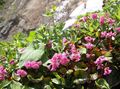 Zahradní květiny Schizocodon Soldanelloides růžový fotografie