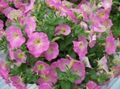 Садові Квіти Фортуна (Гібрид Петунії), Petunia x hybrida Fortunia рожевий Фото