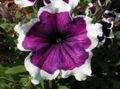 violett Blomma Petunia Fortunia Fil och egenskaper
