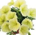 gul Blomma Petunia Fortunia Fil och egenskaper