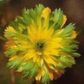 πράσινος λουλούδι Αστεροειδής Αδώνης φωτογραφία και χαρακτηριστικά