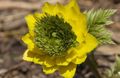 žlutý Květina Adonis fotografie a charakteristiky