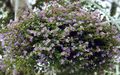 Gartenblumen Bacopa (Sutera) flieder Foto