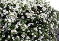 I fiori da giardino Bacopa (Sutera) bianco foto