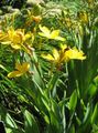 žltá Kvetina Blackberry Lily, Leopard Ľalia fotografie a vlastnosti