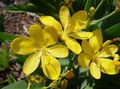 Flores do Jardim Lírio Da Amora-Preta, Lírio De Leopardo, Belamcanda chinensis amarelo foto