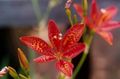 Záhradné kvety Blackberry Lily, Leopard Ľalia, Belamcanda chinensis červená fotografie