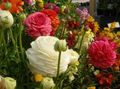 Zahradní květiny Ranunculus, Perština Pryskyřník, Turban Pryskyřník, Perština Crowfoot, Ranunculus asiaticus bílá fotografie