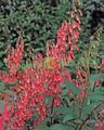 Záhradné kvety Mys Fuchsie, Phygelius capensis červená fotografie