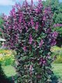 I fiori da giardino Ruby Fagiolo Bagliore Giacinto, Dolichos lablab, Lablab purpureus lilla foto