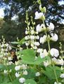 Hage blomster Ruby Glød Hyacinth Bean, Dolichos lablab, Lablab purpureus hvit Bilde