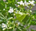 I fiori da giardino Vite Mongolfiera, L'amore In Un Soffio, Heartseed, Cardiospermum halicacabum bianco foto