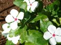 hvid Blomst Steg Periwinkle, Cayenne Jasmin, Madagaskar Periwinkle, Gamle Pige, Vinca Foto og egenskaber
