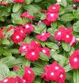 წითელი ყვავილების გაიზარდა Periwinkle, Cayenne ჟასმინი, მადაგასკარი Periwinkle, ძველი მოახლე, გველის სუროს სურათი და მახასიათებლები