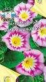 Záhradné kvety Pozemné Pupenec, Bush Pupenec, Silverbush, Convolvulus ružová fotografie