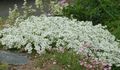 Záhradné kvety Kuřička, Minuartia biely fotografie
