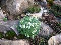 Garden Flowers Rock cress, Arabis white Photo