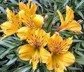 Sarı Aster Çiçeği, Zambak Perulu, İnkalar Zambak