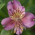 lilac Blóm Alstroemeria, Peruvian Lily, Lily Inkanna mynd og einkenni