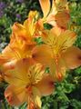 oranssi Kukka Alstroemeria, Perun Lilja, Liljat kuva ja ominaisuudet