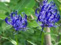 Gartenblumen Gehörnten Rampion, Phyteuma blau Foto