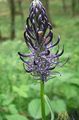 Градински цветове Рогат Rampion, Phyteuma черно снимка