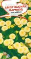 Sodo Gėlės Tanacetum Parthenium, Matricaria parthenium (Tanacetum parthenium) geltonas Nuotrauka