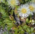 Tuin Bloemen Ijs Plant, Mesembryanthemum crystallinum wit foto
