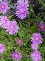 I fiori da giardino Impianto Di Ghiaccio, Mesembryanthemum crystallinum lilla foto