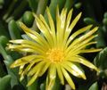 żółty Kwiat Mesembryanthemum Kryształ (Kryształ Trawa) zdjęcie i charakterystyka