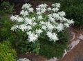 Ogrodowe Kwiaty Euphorbia Frędzlami (Euphorbia Marginata) biały zdjęcie