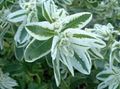 Zahradní květiny Snow-On-The-Mountain, Euphorbia marginata bílá fotografie
