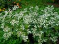 Садові Квіти Молочай Облямований (Еуфорбія Маргината), Euphorbia marginata білий Фото
