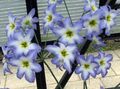 gaiši zils Zieds Spožums Ir Saulei Foto un raksturlielumi
