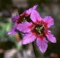 Trädgårdsblommor Härlighet Solen, Leucocoryne rosa Fil