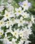Zahradní květiny Sláva Slunce, Leucocoryne bílá fotografie