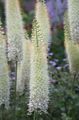 თეთრი ყვავილების Foxtail ლილი, უდაბნოში სანთელი სურათი და მახასიათებლები