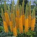 Have Blomster Foxtail Lilje, Ørken Stearinlys, Eremurus appelsin Foto