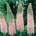 Have Blomster Foxtail Lilje, Ørken Stearinlys, Eremurus pink Foto
