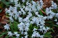 Gartenblumen Gestreiften Blaustern, Schneewehe, Frühe Stardrift, Puschkinia hellblau Foto